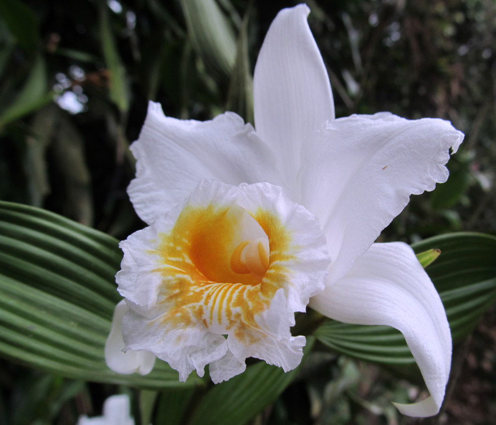 Orquidea/Orchid: Sobralia | Cada vez que las encuentro,me en… | Flickr