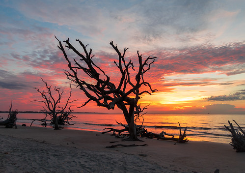 trees sky sun tree beach sunrise canon cloudy decay atlantic driftwood jekyllisland atlanticocean deadwood decaying jekyll jekyllislandga skyporn driftwoodbeach s120 canons120 sunriseporn