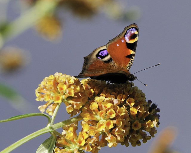Peacock Butterfly (Inachis io) on Buddleia
