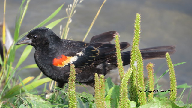 Red-winged Blackbird (Agelaius phoeniceus) - Gillies Lake Conservation Area - Timmins Ontario Canada
