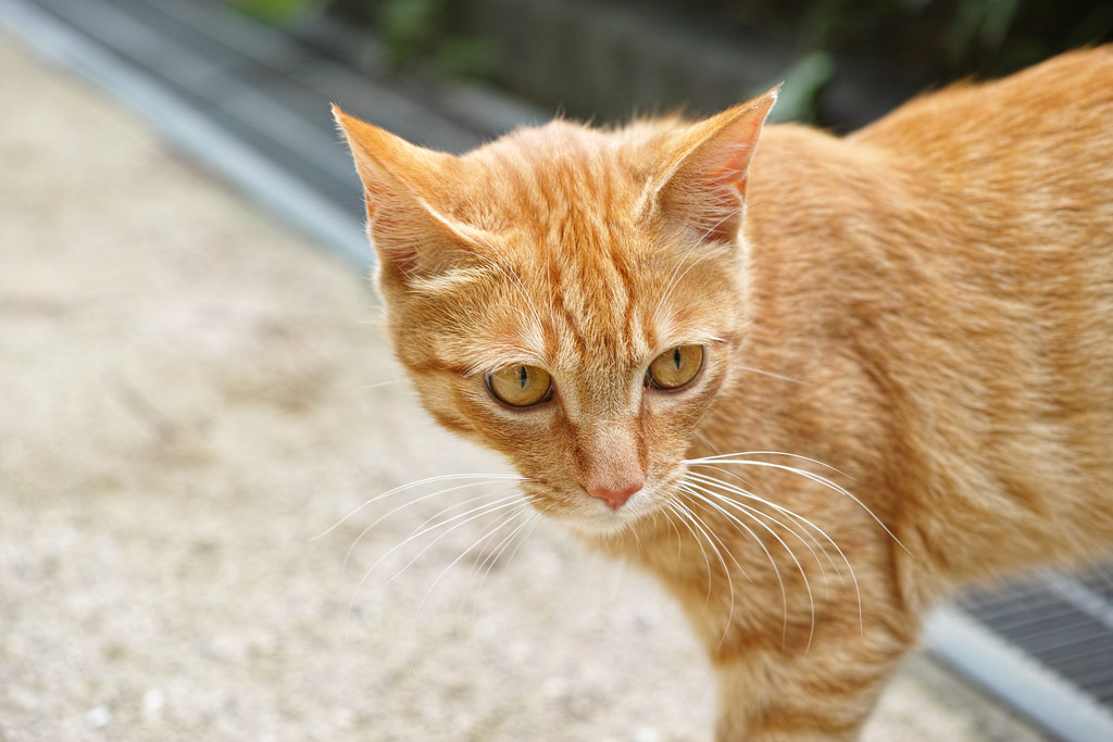 cat | tokyocat | Keiichi Yasu | Flickr