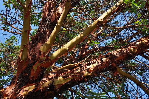 Arbutus branches