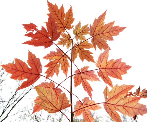 Fall maple | by Gustav2Adolph