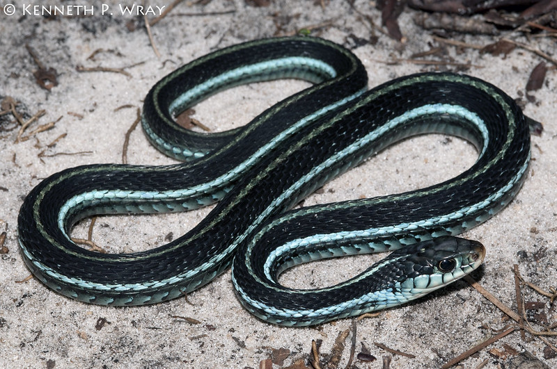 Thamnophis sirtalis similis (Blue-striped Garter Snake)