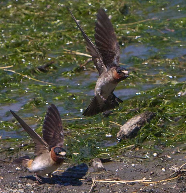 Cliff Swallows getting mud for the nest