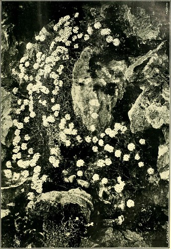 Paternoster