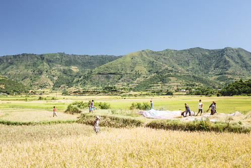africa 2 field rural landscape iso200 rice mg april madagascar 2014 f32 moramanga toamasina 0ev ••• ¹⁄₁₀₀₀secatf32 ef40mmf28stm