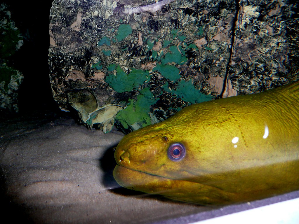 NC Aquarium at Roanoke Moray Eel