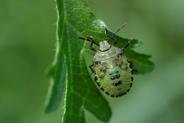 Nymph of the Common Green Shieldbug (Palomena Prasina)
