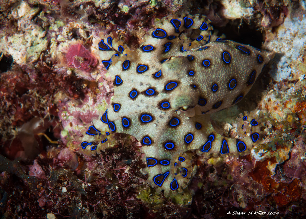 Blue Ringed Octopus (Hapalochlaena lunulata) Okinawa-Japan… | Flickr
