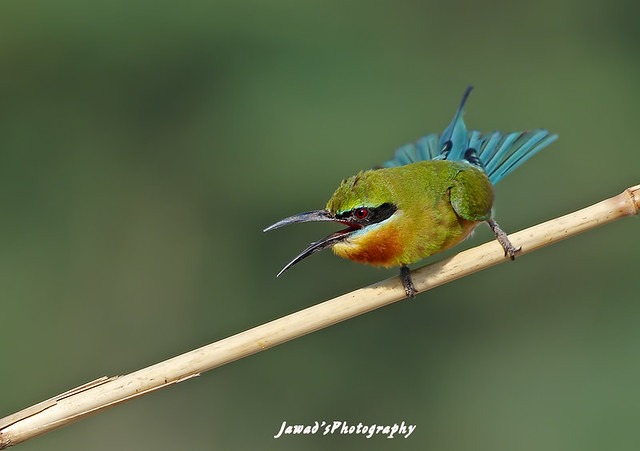Blue Talled Bee Eater