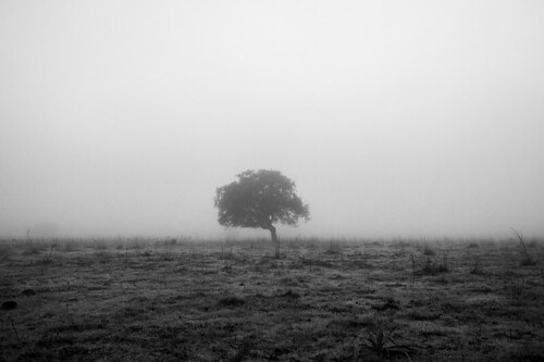 winter tree nature fog landscape blackwhite mood land nebbia albero biancoenero