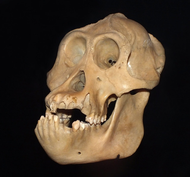 Sumatran orangutan (Pongo abelii) male skull