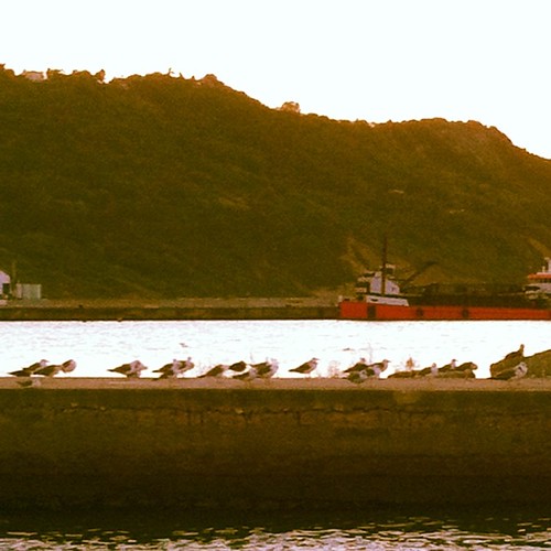 #seagulls on an old #pier #sunset #adriatico #iger #ig_pu #iger_italy #ig_pesaro_urbino #webstagram #instagood #instaddict #instaitaly #portopesaro | by nottebluritmica