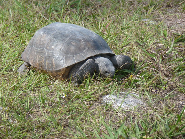 Gopher tortoise Caladesi Island State Park Florida