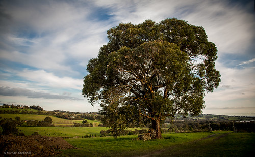 Meadows by michaelgreenhill, A lone tree stands tall amonst the low shrubs and meadows around Belgrave South.australia victoria b
