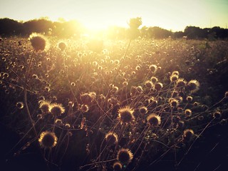 Sunset in meadow