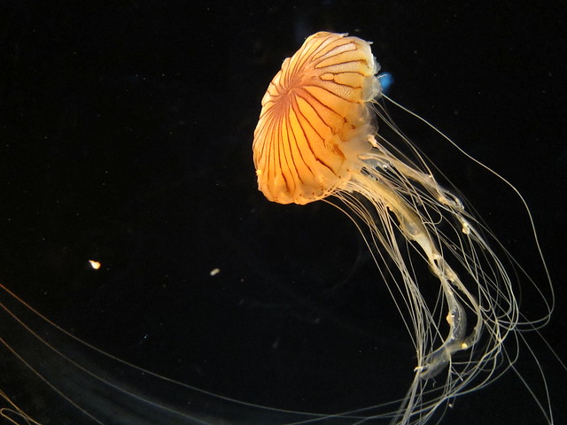 Jellyfish in Osaka Aquarium