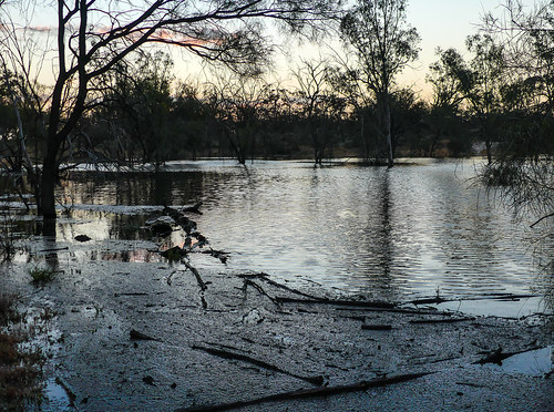 mildura nature creek flooded nsw marsh sunset debry trees silhouette monochrome marshland reflections steelblue submerged