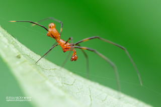 Comb-footed spider (Argyrodes sp.) - DSC_3792