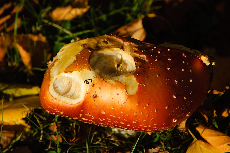 Fly agaric, slightly nibbled, Wombourne