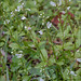 Flickr photo 'Veronica-serpyllifolia-ssp-serpyllifolia_2' by: amadej2008.
