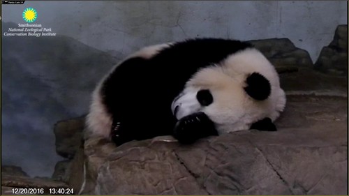 Back to sleep again. Attribution: Smithsonian's National Zoo | by helenwoo555