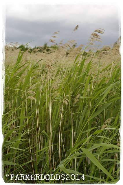 Phragmites australis 'Common Reed'