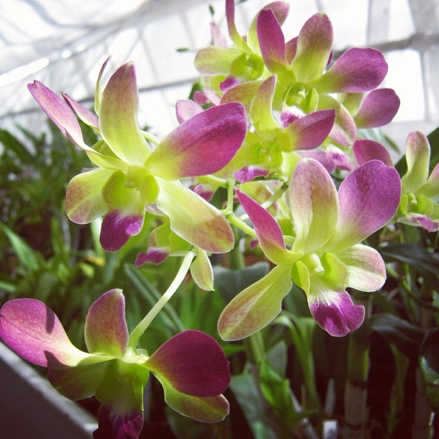 Some gorgeous green & purple orchids from the Lyman Estate in Waltham, MA.