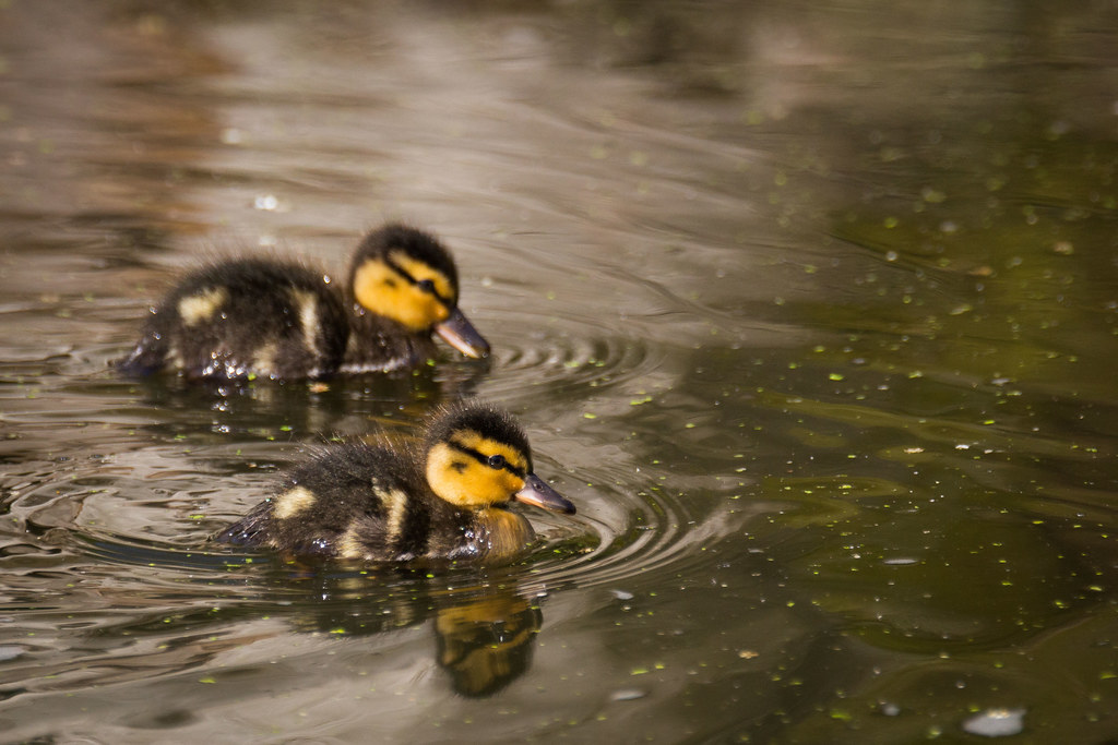 swimming little ducks
