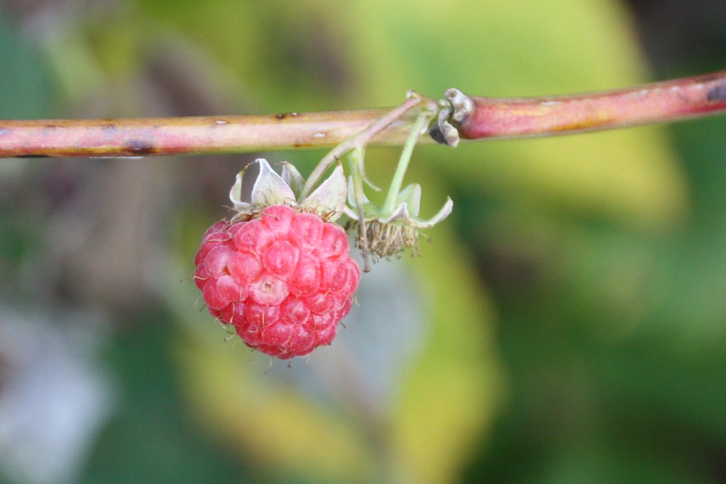 Last raspberries on the bush