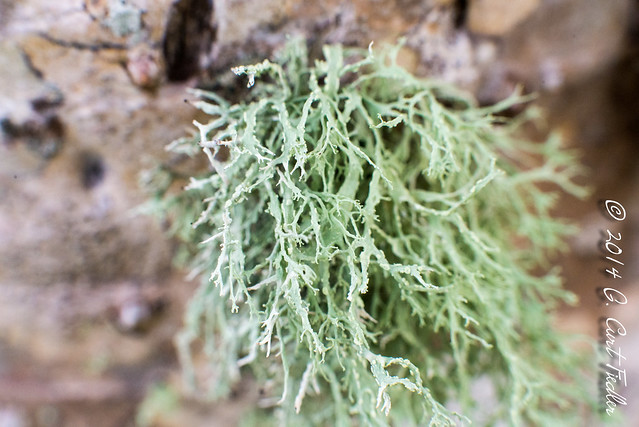 Common Lichen