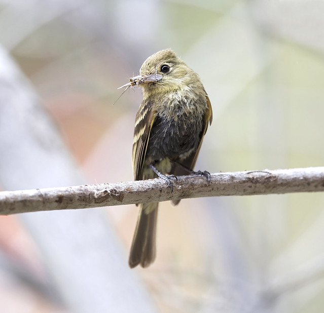 cordilleran flycatcher female with brood patch