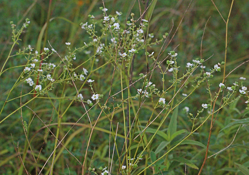 flower mo euphorbia wildflower spurge 2014 euphorbiaceae euphorbiacorollata rosids malpighiales floweringspurge dadeco horsecreekprairie