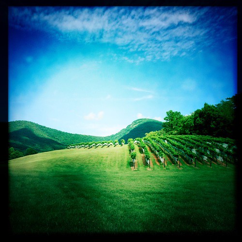 vineyard winery northgeorgia yonahmountain johnslens hipstamatic w40film unicoiwine