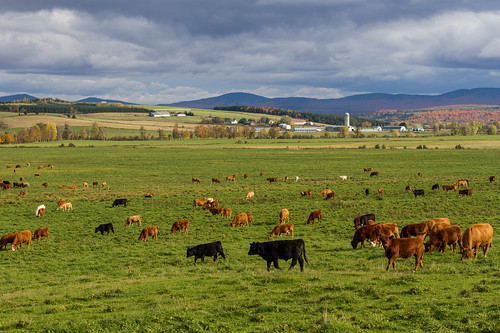 quebec lapatrie canada cow landscape