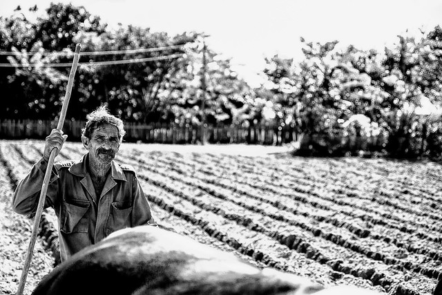 Campesino cubano Viñales