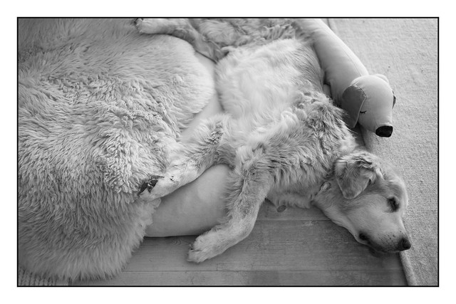 Nick & Lazy Dog
