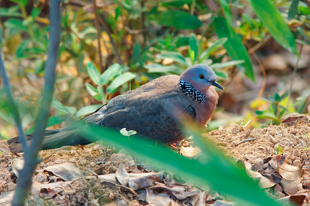 Spotted-necked dove