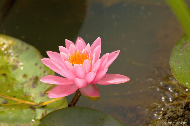 Pink water lily