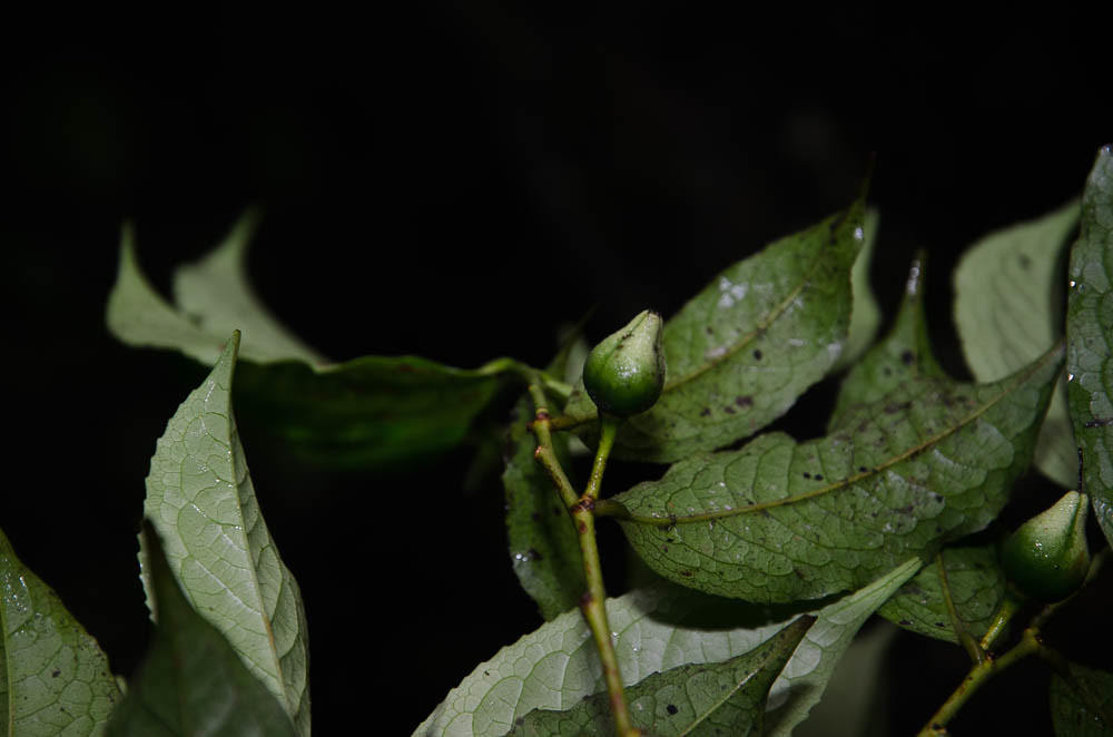 Unidentified Teaceae