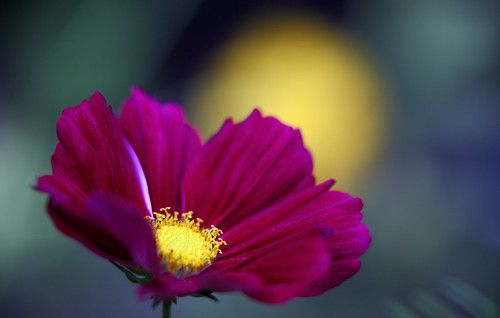 Bokeh Sunrise by AnyMotion, ... behind a Garden Cosmos / Schmuckkörbchen (Cosmos bipinnatus)
in our garden - Frankfurt-Nordend

