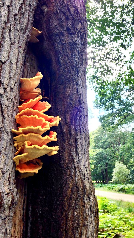 Mushrooms on an oak tree