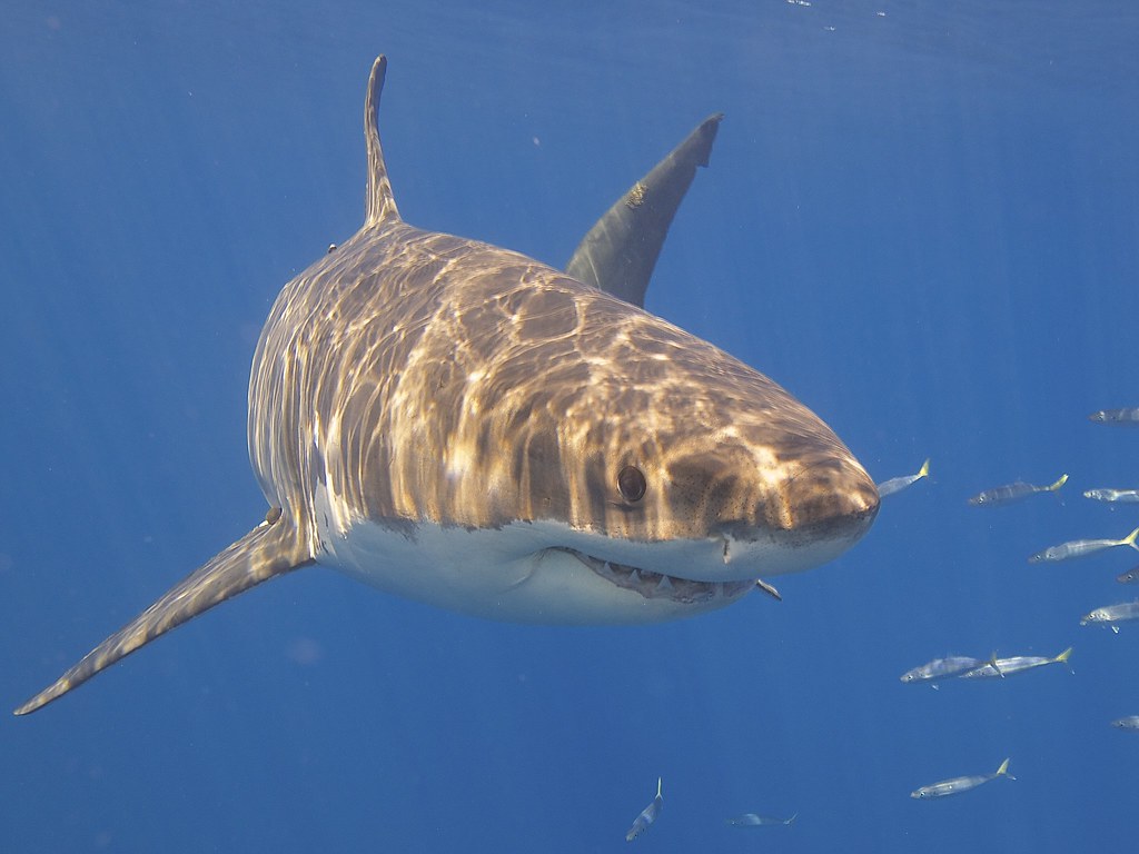 Great White Shark | Elias Levy | Flickr