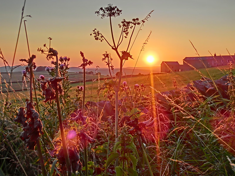 Sunset over a field, a stone wall (Hadrian's Wall) and overgrown plants