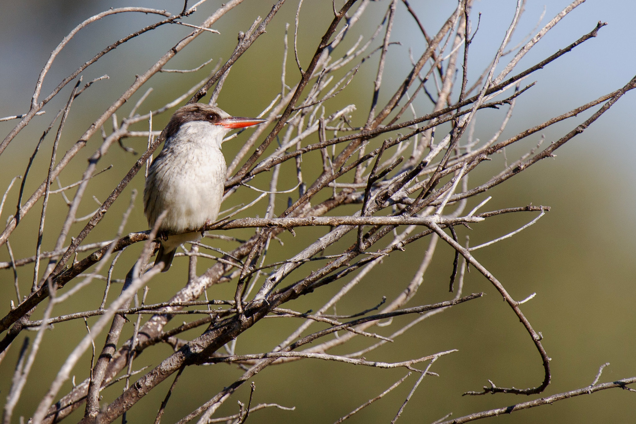 Striped Kingfisher - Botswana