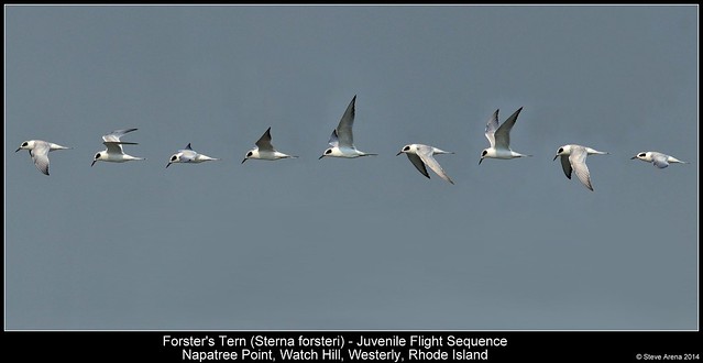 Forster's Tern (Sterna forsteri) flight sequence