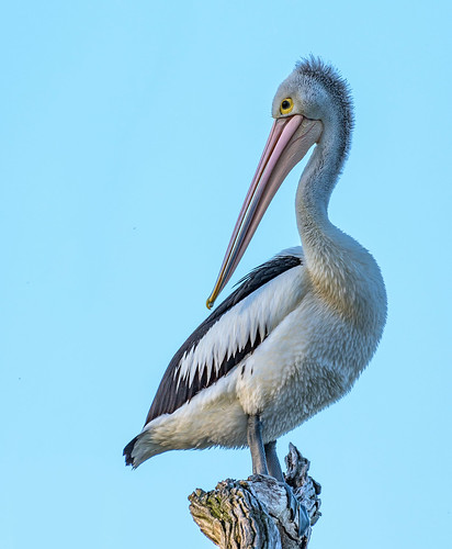 bird sunsetwalk waggawagga lakealbert pelican