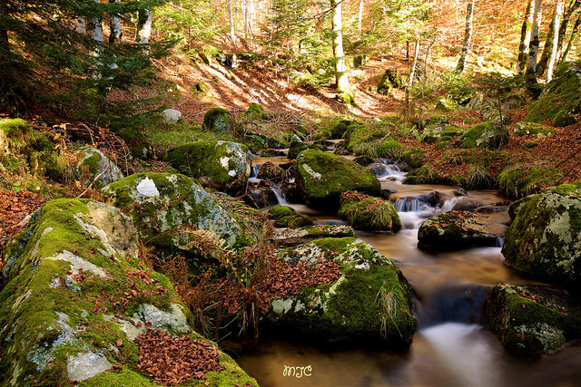 Et au milieu de la forêt coule une rivière... And the middle of the forest flows a river...