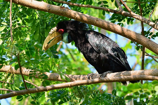 Wreathed Hornbill, female (Rhyticeros undulatus), northern Borneo.